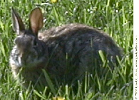 wabbit